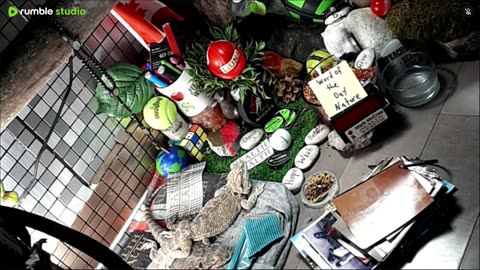 🔴LiveStream2025🔴05-11🍁🐉 Bearded🐲Dragons Day 39🔴 🍏Healthy4Life🐉 Mascots 🍎🐲 Meet Kobe & Health🐉 Day In The Life Of Bearded Dragons🐲🐉⭕Live🦎Streaming🔴