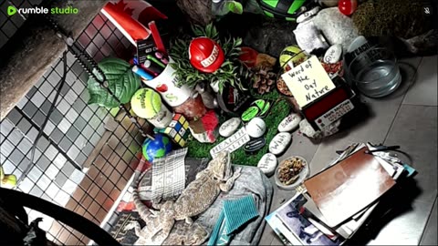 🔴LiveStream2025🔴05-11🍁🐉 Bearded🐲Dragons Day 39🔴 🍏Healthy4Life🐉 Mascots 🍎🐲 Meet Kobe & Health🐉 Day In The Life Of Bearded Dragons🐲🐉⭕Live🦎Streaming🔴