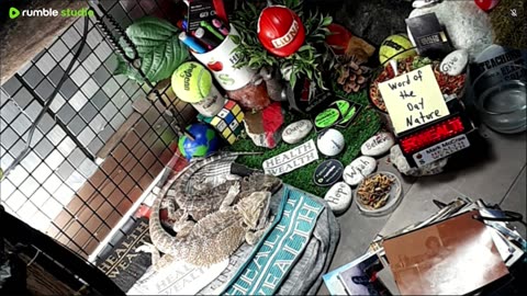 🔴LiveStream2025🔴05-11🍁🐉 Bearded🐲Dragons Day 39🔴 🍏Healthy4Life🐉 Mascots 🍎🐲 Meet Kobe & Health🐉 Day In The Life Of Bearded Dragons🐲🐉⭕Live🦎Streaming🔴