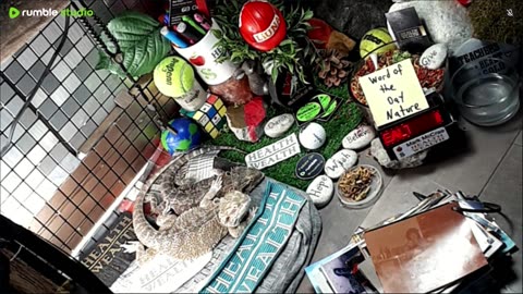 🔴LiveStream2025🔴05-11🍁🐉 Bearded🐲Dragons Day 39🔴 🍏Healthy4Life🐉 Mascots 🍎🐲 Meet Kobe & Health🐉 Day In The Life Of Bearded Dragons🐲🐉⭕Live🦎Streaming🔴