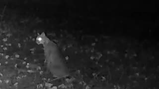 Bobcat Playing With His Food