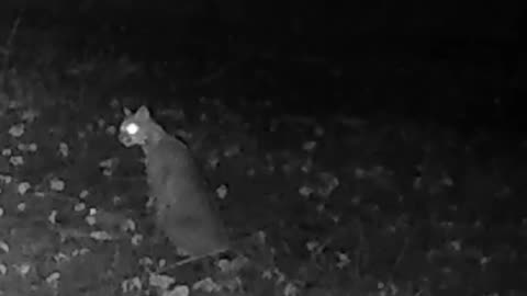 Bobcat Playing With His Food