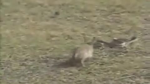 😂🐰 Brave Bunny's EPIC Escape! | FunFM