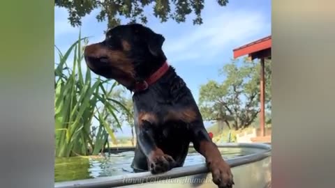 🐶🐱😂Wildly Funny Animal Antics 2025!
