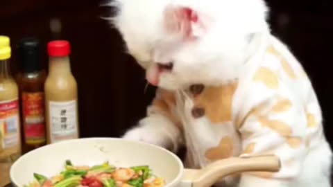 "Baby Cats Cook Special Beef & Veggies 🥩🥦🐱 | Funny Chef Challenge!"