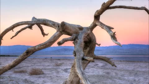 Salton sea tree