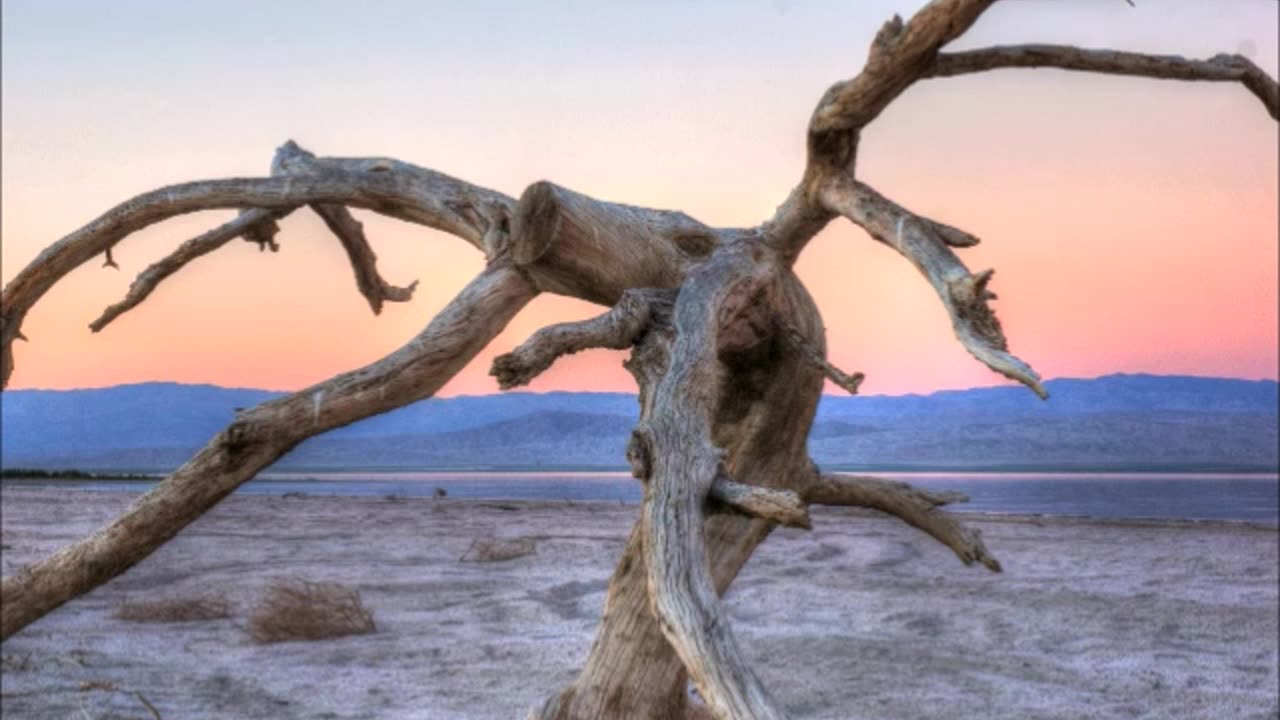 Salton sea tree