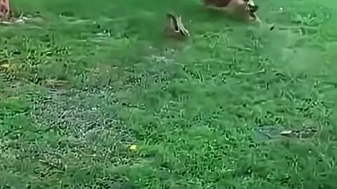 Funny Dogs Afraid of Cats