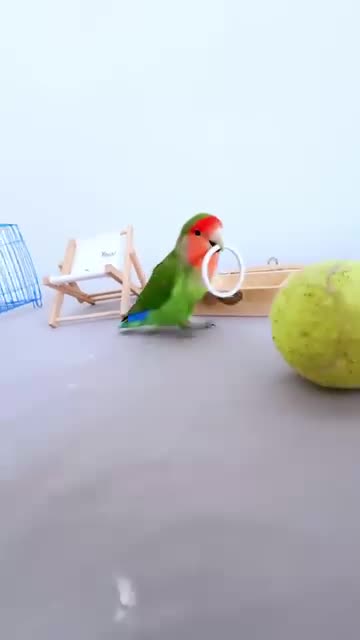 Videos of parrot 🦜 training