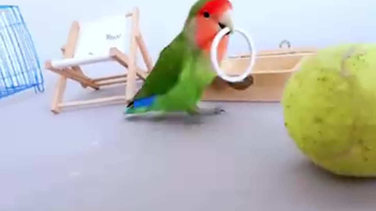 Videos of parrot 🦜 training