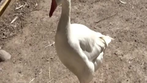 Goose