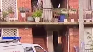 Bateau Bay Murder Investigation - 9 News Australia