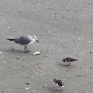 A Seagull finishing up a fish it caught in the Cocoa Beach surf