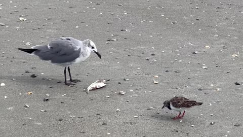 A Seagull finishing up a fish it caught in the Cocoa Beach surf