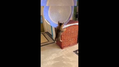 Funny animal videos 2023 - Funny cats/dogs - Funny animals