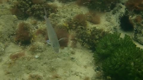 fishy close up, swarm ns done_04