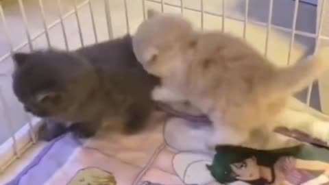 Adorable Kitten Purrs