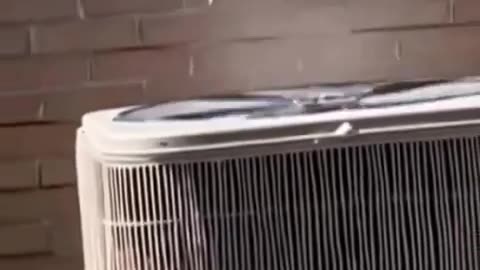 🐿️💥 Squirrel's EPIC AC Unit Stunt Will Leave You Speechless! | FunFM