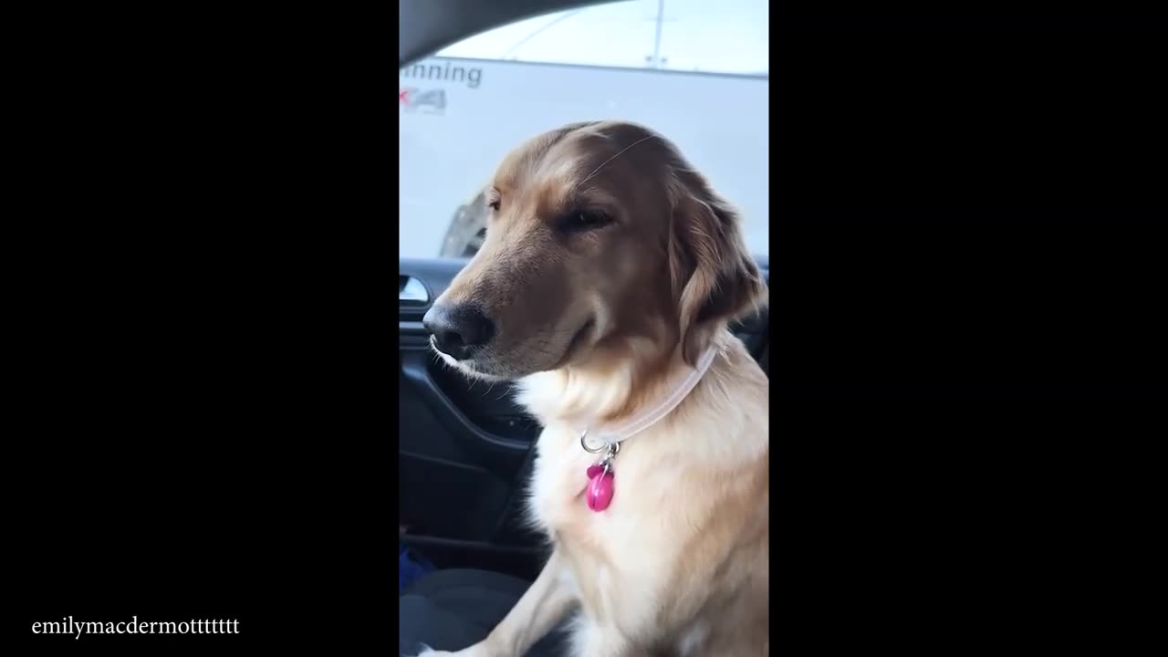 Funny and Strange Animals Part 1