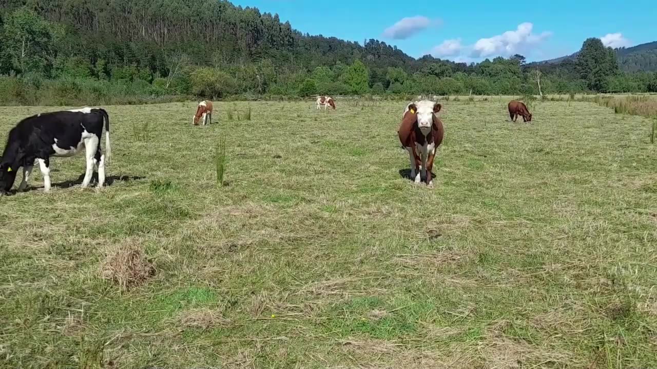 cow