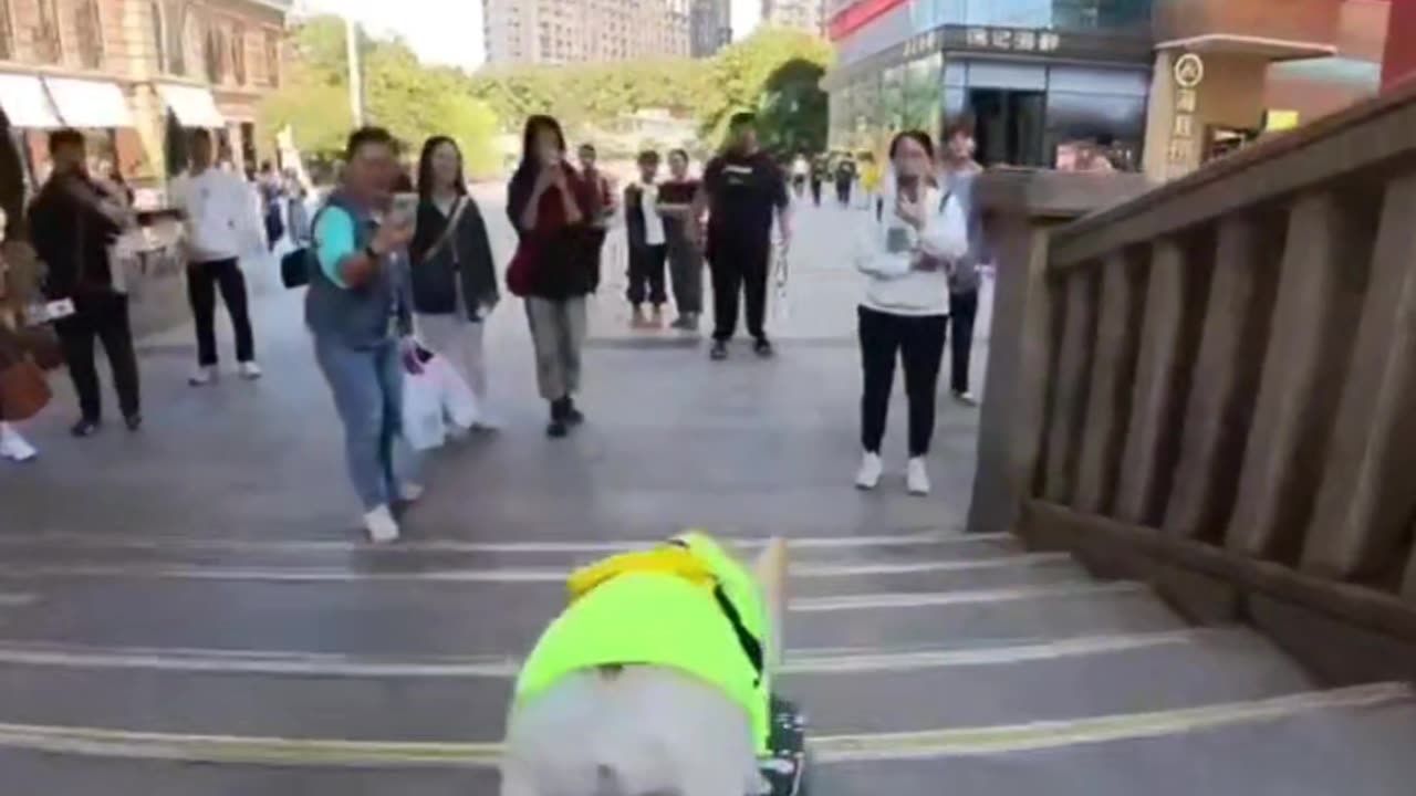 The dog thinks the hen is his mother