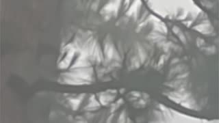 WAV - Wild Wilder Wilderness Sound
