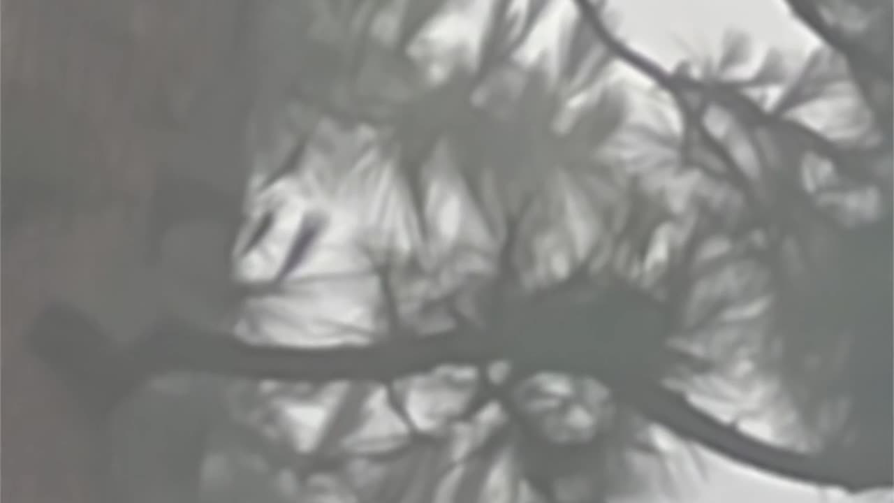 WAV - Wild Wilder Wilderness Sound