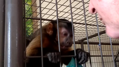 Dale learns how to greet a capuchin monkey