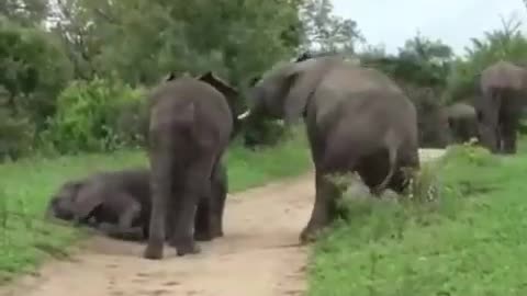 A herd of elephants became drunk 🤣after eating lot of fermented fruit in MalaMala Game Reserve