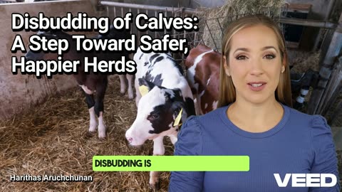 Mastering Calf Disbudding for Healthier Herds