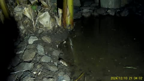 241210C___Madeira_NS-404,_a_miracle_--_big_frog_just_a_day_after_building_the_pond.(1080p)