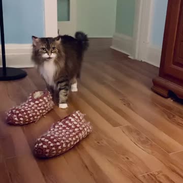 Put on your slippers and make me some food