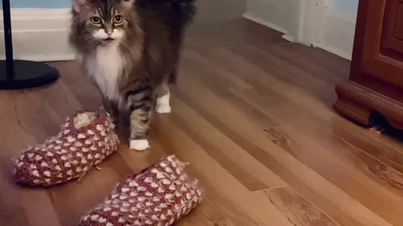 Put on your slippers and make me some food