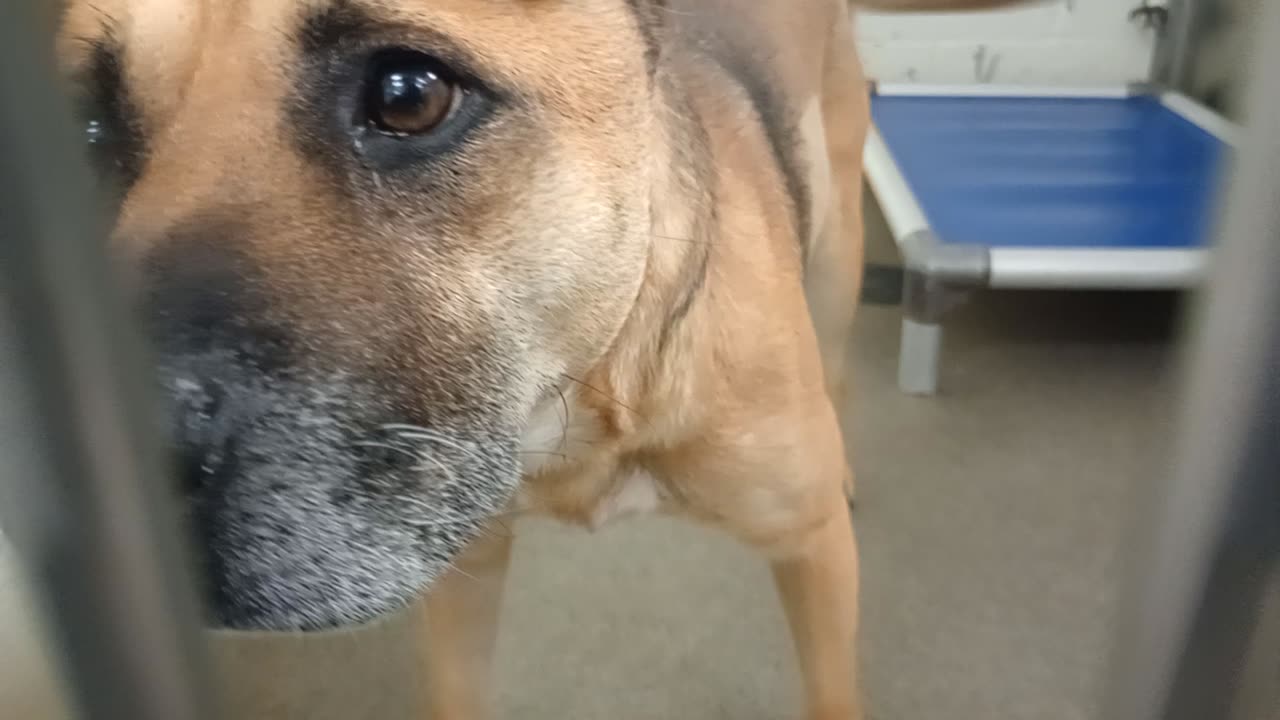 Red Rover 5y A885441 kennel 68 pod 3 PACC shelter @1st hard 4 me 2 read his body language20251119859