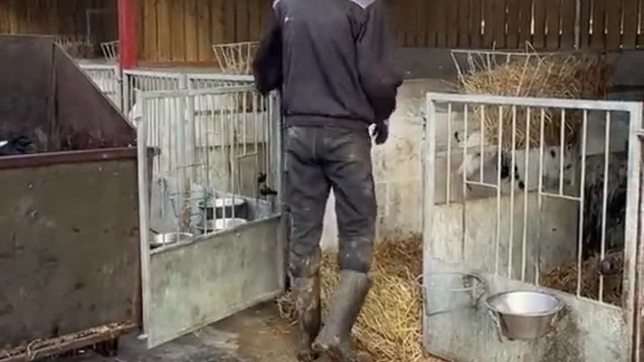 Time for a Health Check – Calf Gets Special Care 🩺🐮