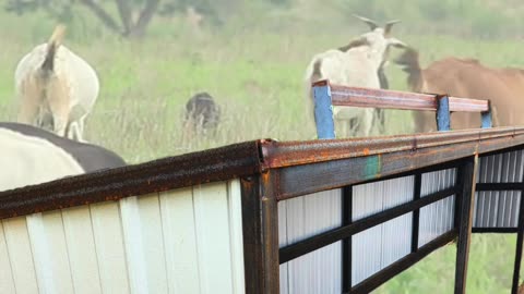 American-Made Small Livestock Sheds