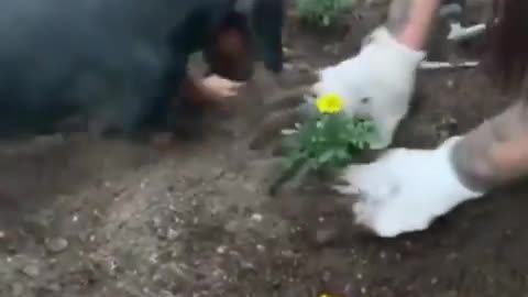 The Little Helper