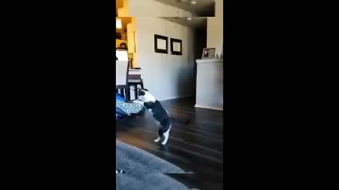 funny cat and dog videos
