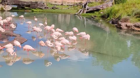 Epcot International Flower and Garden Festival 2025