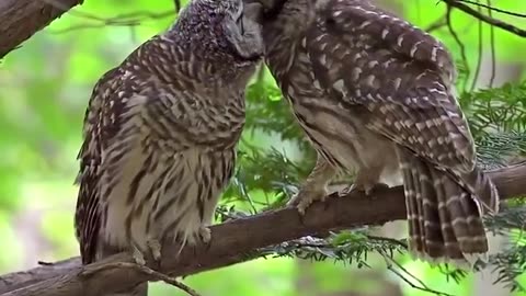 Made for each others