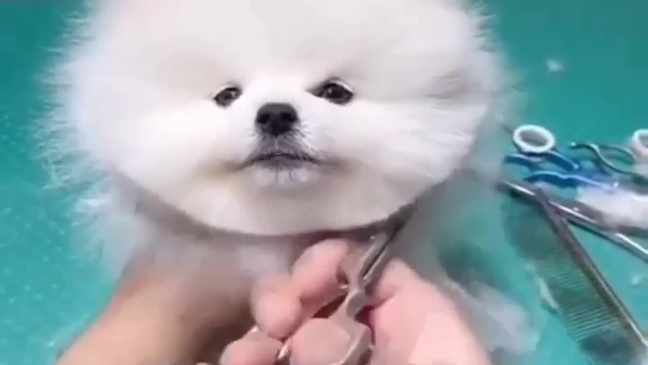 🤣✂️ Snip Snip, Pup! The Cutest Grooming Fail Ever! | FunFM