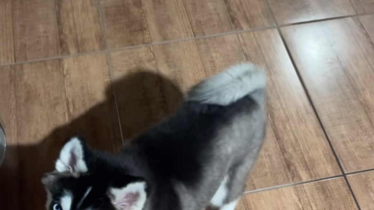 Obedience Training Two Puppies and One Cat