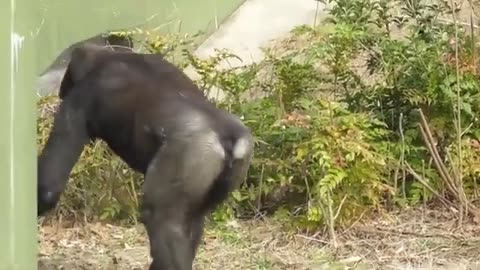 Excellent Zoo