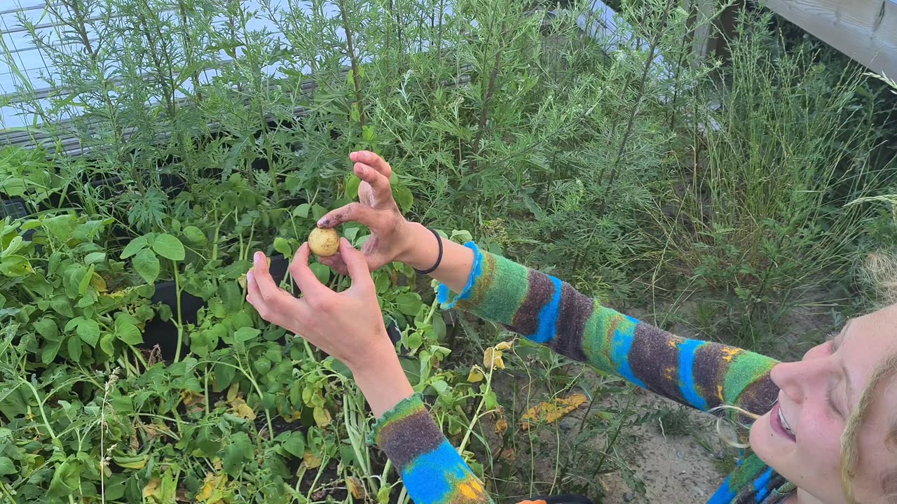 Picking our own homegrown potatoes🥔😍🌱