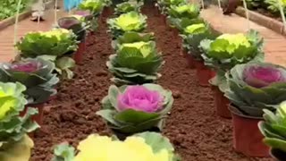 Reusable Mini Greenhouse Materials: Smart Solution for Sustainable Gardening & Farming