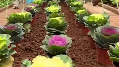 Reusable Mini Greenhouse Materials: Smart Solution for Sustainable Gardening & Farming