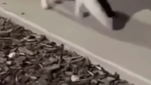 gato-ciego-y-su-amigo_cattalescentral