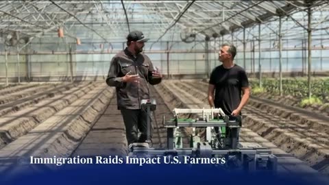 Farmers look to robots for field work as immigration raids upend labor