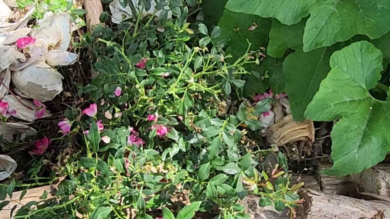 Maintain your Drift Roses or they look like ass.