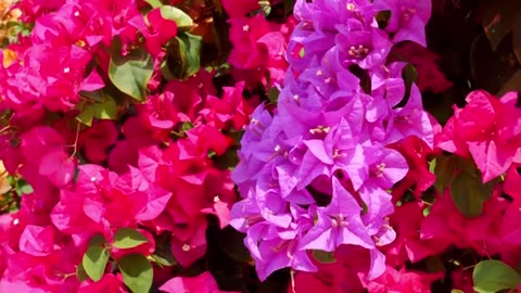 flower time lapse flower time lapse from seed